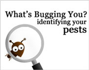 What's Bugging You?